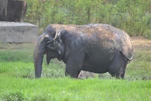 elefante tomando banho de lama foto