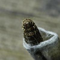 traça pragas larva pupa foto