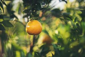 foto laranja jardim