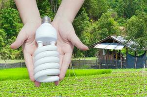 energia salvando conceito, mulher mão segurando luz lâmpada em verde natureza plano de fundo, ideias luz lâmpada dentro a mão foto