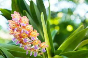 lindo orquídeas estão florescendo dentro a tropical jardim foto