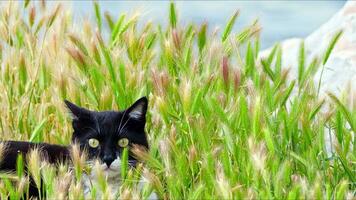 doce mamífero animal gato de estimação foto