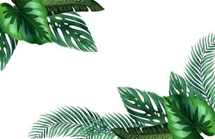 monstera folha fundo com espaço área para palavras ou 3d Renderização do queda folhas em branco fundo. foto