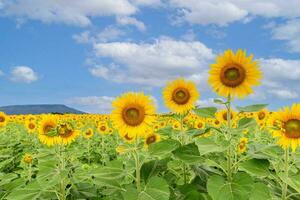 lindo girassol flor florescendo dentro girassóis campo em azul céu. foto