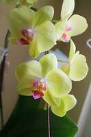 lindas flores de orquídea em amarelo e levemente roxo na luz em frente à janela da casa foto