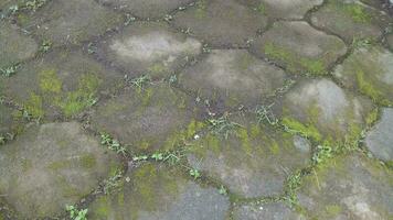 a cimento chão lado de fora estava coberto dentro verde musgo foto