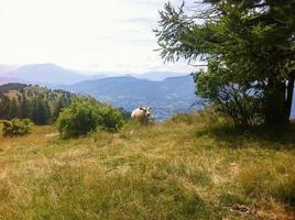 francês Alpes vaca panorama foto