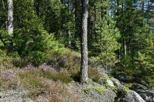 Estocolmo Suécia floresta cenário foto