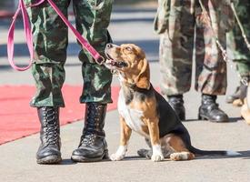 treinando cães de guerra foto