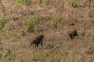 veado dentro a Prado animais selvagens conservação área foto