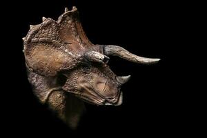 a cabeça do triceratops dentro a Sombrio , dinossauro em Preto fundo foto