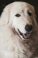 fechar-se retrato do uma tipo e fofa maremma pastor cachorro. branco Grosso casaco. aberto boca. seletivo foco em a olhos. foto