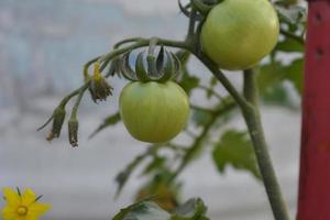 tomates este gosto gostar brilho do sol foto