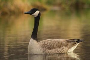 canadense Ganso em lagoa foto