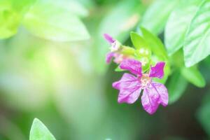 fechar-se Rosa flor do verde folhas em borrão para natureza fundo foto
