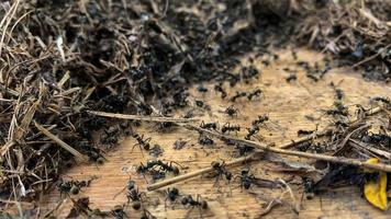 fechar acima foto do uma borda ocupado de milhares do Preto formigas. manadas do Preto formigas estão trabalhando juntos para Construir uma ninho este tem fui danificado.