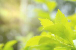 padrão de folhas verdes para o conceito de temporada de verão ou primavera, desfoque de folha texturizado, fundo natural foto