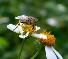 uma hoverfly é empoleirado em uma flor foto