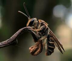 suor abelha empoleirado em uma ramo do uma plantar foto