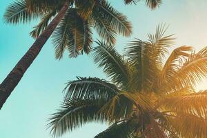 coco Palma árvore às tropical costa dentro ilha de praia com vintage tom foto