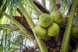 coco fruta em árvore foto