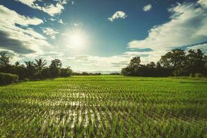 arroz campo e Sol azul céu com lente flare. foto