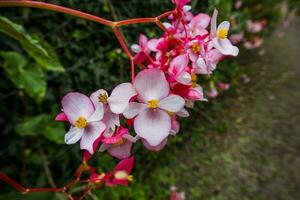 2022 08 24 Madeira begônia evansiana foto