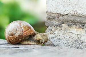 a Caracol é escalada a parede dentro a jardim foto