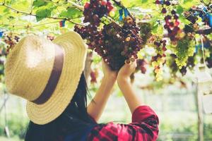 jovem colhendo uvas em um vinhedo durante a temporada de colheita foto