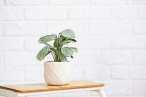 ctenante burle-marxii amagris dentro interior em branco tijolo muro. marantaceae em vaso casa plantas, verde casa decoração, Cuidado e cultivo foto
