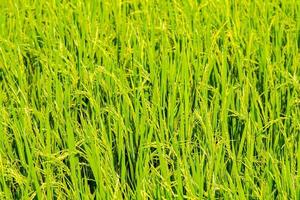 a exuberante verde arroz plantas dentro a agricultores jardim estão pronto para estar colhido em breve para estar vendido e processado para dentro uma grampo Comida para asiáticos para arroz crescido dentro Tailândia para estar vendido por aí a mundo. foto