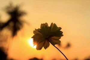 a só amarelo starburst flutuando dentro a luz amarelo céu em a fundo. a Sol é sobre para ir abaixo. uma caloroso ensolarado dia e uma lindo Visão dentro a verão, Claro clima, uma suave céu. foto