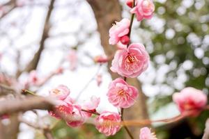 fechar-se lindo do Rosa ameixa Flor florescendo em árvore Escovar e inverno estação com embaçado fundo. foto