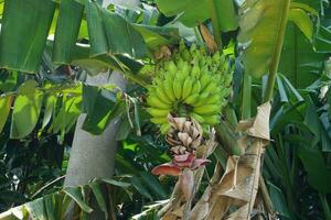 banana é uma tropical fruta árvore nativo para sudeste Ásia. foto