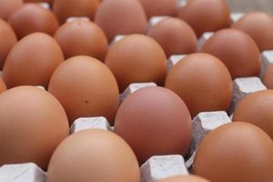 grande quantidade do Castanho frango ovos dentro ovo bandejas para oferta. foto