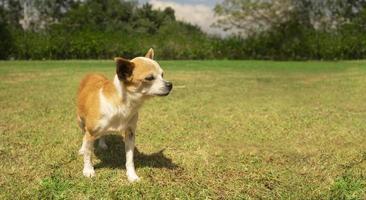 pequeno luz Castanho e branco pinscher cachorro caminhando dentro a meio do a parque com desfocado verde árvores fundo foto