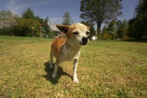 pequeno curioso luz Castanho e branco pinscher cachorro caminhando para a Câmera dentro a meio do a parque com desfocado verde árvores fundo foto