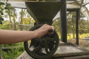 mulher mão operativo uma pequeno verde manivela moinho para moer café dentro uma estufa com verde plantas fundo foto