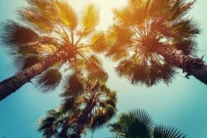 coco Palma árvores às tropical costa com vintage tonificado e filme estilo. foto