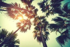 coco Palma árvore em de praia dentro verão com vintage efeito. foto