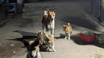 cachorro com alguns bebê cachorro foto