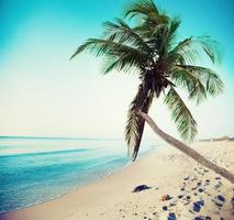 tropical de praia com coco árvore e limpar \ limpo mar foto