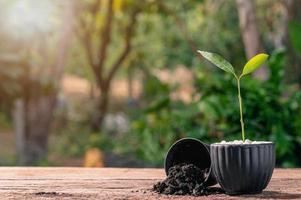 conceito de plantar uma árvore do amor foto