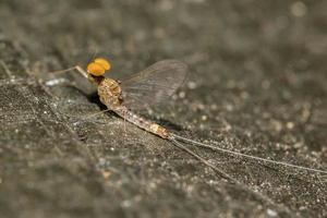 inseto mayfly na natureza foto