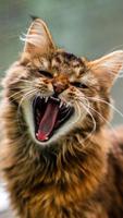 retrato do close-up de um cat.image doméstico listrado cinza para clínicas veterinárias, sites sobre gatos, para comida de gato. foto