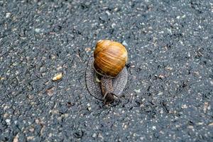 grande caracol de jardim com concha rastejando na estrada molhada, volte para casa foto