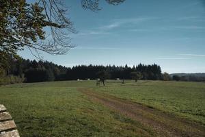 Prado com caminhada trilha dentro Renânia-Palatinado. Visão sobre campo com árvores foto