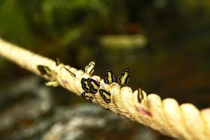 muitos Preto e branco borboleta em a grandes corda com borrado cascata fundo. amathusiidae. natural, inseto e animal papel de parede. beleza do natureza com cópia de espaço. seletivo foco foto