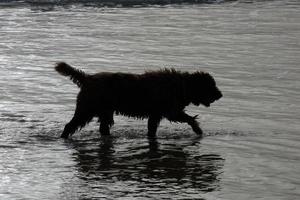 cachorro dentro a mar água jogando em uma verão dia foto