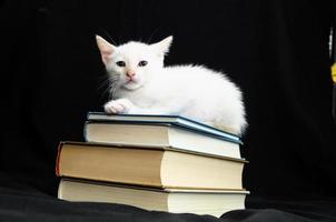 gato em repouso em livros foto